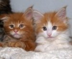 Persian Cats For Sale In Nh Persian Cats For Sale In Nh