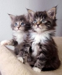 200x243xyoung-maine-coon-kittens2.jpg.pagespeed.ic.LVVNjU3DjQ.jpg