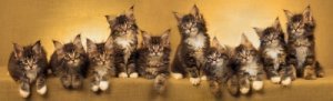 Ten Adorable Maine Coon Kittens in a Row ten adorable tabby maine coon kittens in a row