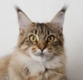 classic maine coon cat