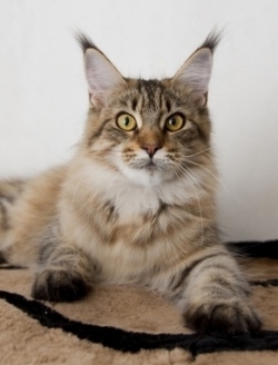 beautiful young maine coon cat