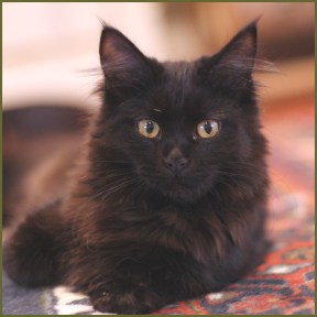 black-maine-coon-cat-color.jpg