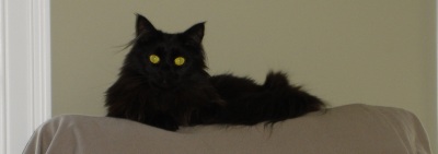 black maine coon cat up high