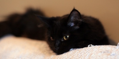 portrait of beautiful black maine coon cat