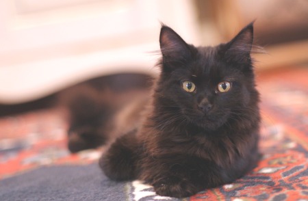 maine coon cat. young black maine coon cat