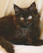 black smoke maine coon kitten