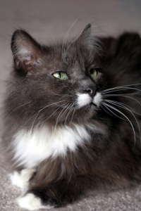black and white maine coon cat