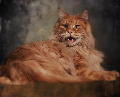 Show Pictures Of A Maine Coon Cat Show Pictures Of A Maine Coon Cat