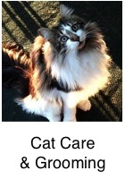 maine coon brown with white