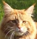 classic red maine coon cat