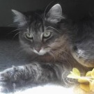 Bella! silver maine coon cat