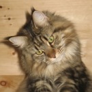 Sweet Bella! brown tabby female maine coon