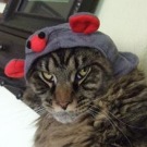 Bentley! tabby male maine coon cat