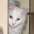 Chloe! white maine coon