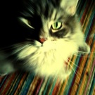 Cooter! maine coon and manx mix