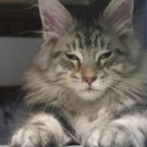 Dorian! silver sleepy maine coon kitten