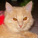 Emma! red silver maine coon rescue