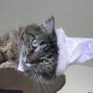 Fiona! maine coon in witch's hat