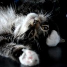 Fluffy! tabby with white maine coon kitten