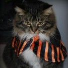 Fluffy! fluffy's halloween costume