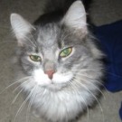 Fonzie! young silver maine coon cat