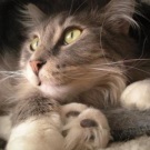 FuzzyJo! maine coon cat
