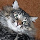 Captain Hook! silver male maine coon