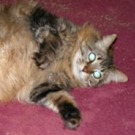 Jesse! big maine coon cat