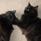 Jagermister & Journey! black maine coons