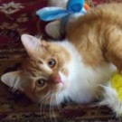 KitTen! red tabby and white maine coon