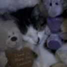 Kitty kitty with stuffed animals