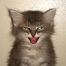 Liam Neeson! brown tabby maine coon kitten