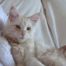 Little Marley! red silver blotched tabby and white maine coon kitten