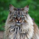 Marley! brown mackerel maine coon cat