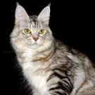 Congocoon's Eclipse And Congocoon's African Moon! maine coon cats