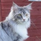 Muska! blue tortoiseshell tabby and white maine coon
