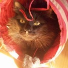 Rocco! smokey maine coon