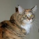 Roxy! maine coon