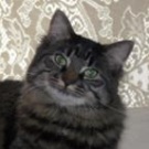 Sassy! maine coon mix