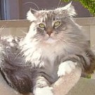 Silver! silver maine coon cat