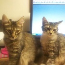 Sisters! two cute kittens