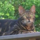 Stripes! tabby cat on a fence