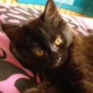 Tali! cute black maine coon kitten