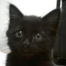 Thumper! black maine coon kitten