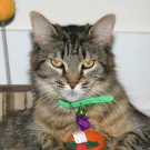 Twinkle! brown tabby maine coon rescue