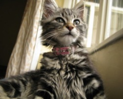 cute tabby maine coon kitten