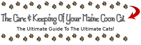 The Care & Keeping Of Your Maine Coon