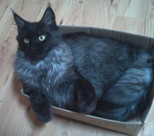 grey cat with white undercoat