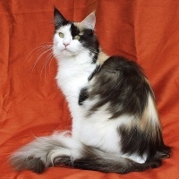 Can A Snowshoe Cat Be A Calico Can A Snowshoe Cat Be A Calico