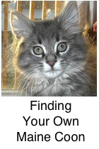 silver tabby maine coon kitten